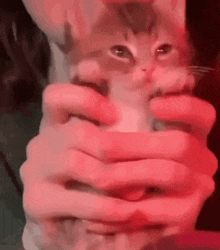 Small Cat Cat Dance GIF - Small Cat Cat Dance Sleepy Kitten GIFs