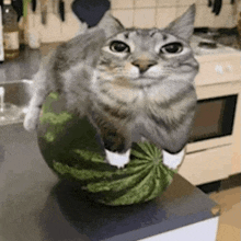 Cat Melon Melon Cat GIF