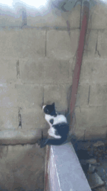 Cat Gato GIF - Cat Gato GIFs
