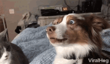 Nervous Nervous Dog GIF - Nervous Nervous Dog Cat And Dog GIFs