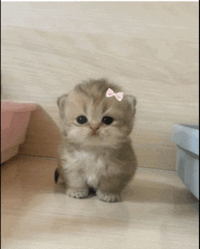a small kitten wearing a pink bow on its ear