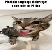 Cat Hostage GIF - Cat Hostage GIFs