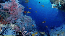 Underwater Fish GIF - Underwater Fish GIFs