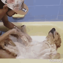 massage bath soapy bubbles dog