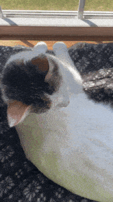 a black and white cat laying on a blanket with a window in the background