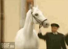 Horse Shocked GIF - Horse Shocked What GIFs