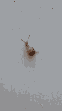 Baby Snail GIF - Baby Snail GIFs