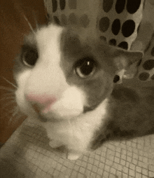 a close up of a gray and white cat wearing a polka dot hat and looking at the camera .