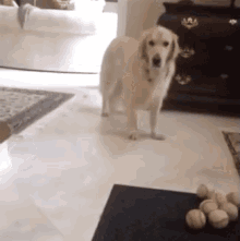 Just Play It Off Real Cool GIF - Dog Ball Miss GIFs
