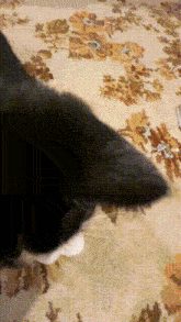 a black cat is laying on a floral carpet