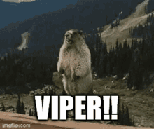 Viper Beaver GIF