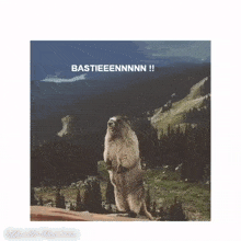 Marmotte Bastien GIF - Marmotte Bastien GIFs