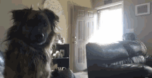 a dog in a living room with a sign on the wall that says " our family "