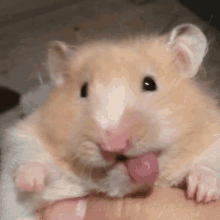 Gunil Hamster Gunil GIF - Gunil Hamster Gunil Gunil Silly Goofy Mood GIFs