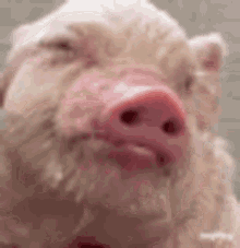 Pig Cute GIF - Pig Cute GIFs
