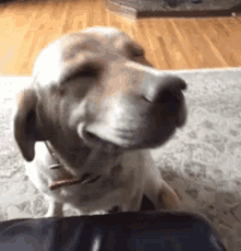 Beesly Dog GIF - Beesly Dog Smile GIFs