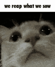 We Reap What We Sow Cat GIF