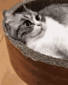 Cat Komaru GIF - Cat Komaru GIFs