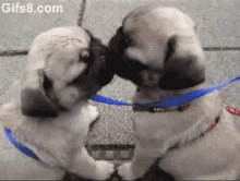 Dog Kiss GIF - Dog Kiss Pug GIFs
