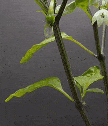 a green pepper with a yellow leaf attached to it