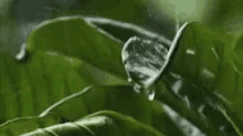 Nature Leaves GIF - Nature Leaves Water GIFs