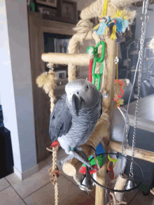 animal dancing bird parrot