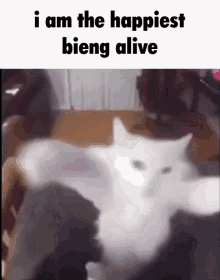 Happy Cat Dancing Cat GIF - Happy Cat Dancing Cat White Cat GIFs
