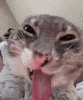 a close up of a cat licking its face with its tongue out .
