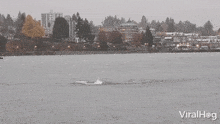 a whale is swimming in a body of water with a city in the background and the words viralhog at the bottom