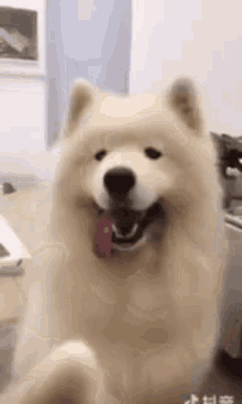 Dog Cute Dog GIF - Dog Cute Dog Ears GIFs