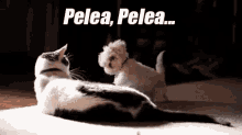 Pelea De Perro Y Gato GIF - Pelea Pelea Gato Perro GIFs