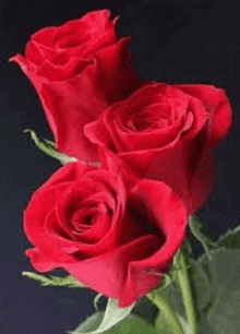τριανταφυλλο Rose GIF - τριανταφυλλο Rose Roses GIFs