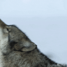 Howling Our Living World GIF - Howling Our Living World Cry GIFs