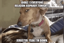 a dog is sitting on top of another dog with a caption that says " everyone religion jeopardy tonight