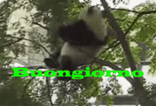a picture of a panda in a tree with the words buongiorno written in green