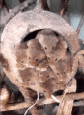a group of mice are sitting on top of each other in a cage .