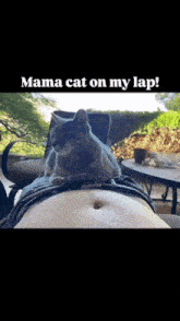 a cat laying on a person 's belly with the words mama cat on my lap