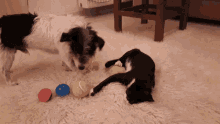 Dog Ball GIF - Dog Ball Cat GIFs