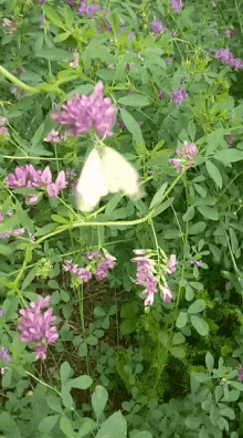 Nature Butterfly GIF - Nature Butterfly Plants GIFs