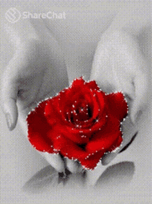 Rose Share Chat GIF - Rose Share Chat Flower GIFs