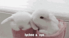 two small white rabbits are kissing in a pink bag .