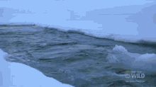 Narwhal, Narwhal Swimmin' In The Ocean GIF - Narwhal Ocean Arctic GIFs