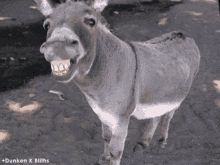 Hazzeron Donkey GIF - Hazzeron Donkey Small GIFs