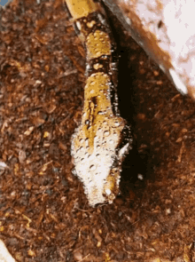 Rayquaza Snake GIF