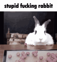 stupid rabbit