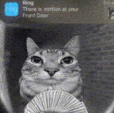 Motion Cat Cat With Money GIF - Motion Cat Cat With Money GIFs