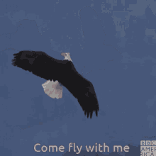 Eagles Fly GIF - Eagles Fly Animal GIFs