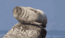 Seal Jumping GIF - Seal Jumping GIFs