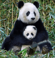 Dhe Panda GIF - Dhe Panda GIFs