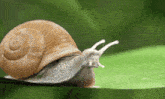 Snail Turbo Repost 200x GIF